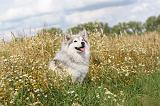 CHIEN FINNOIS DE LAPONIE 076